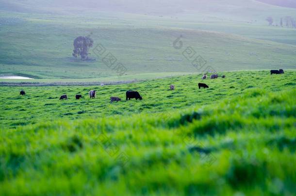 在澳大利亚的一个田野里,在草地上吃草的肉牛和奶牛的近距离接触.吃干草和青贮。品种包括斑斑公园、杂草丛生灰、安格斯、白兰地和马鞭草.