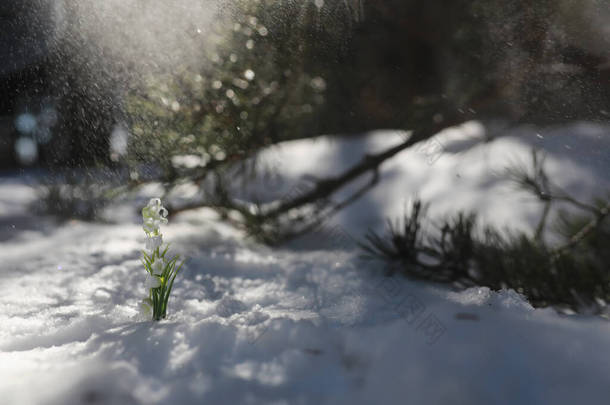 春天的第一朵花森林里的雪<strong>降</strong>。森林里阳光明媚的春天.