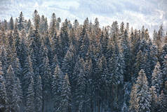寒冷晴朗的冬季山林，松树上覆盖着新的落雪