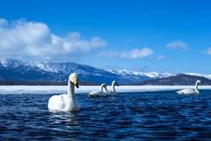 日本北海道亚坎国家公园冬日，天鹅绒或天鹅绒在Kussharo湖上游泳，背景雪山覆盖，亚洲鸟类探险，美丽典雅的皇家鸟类