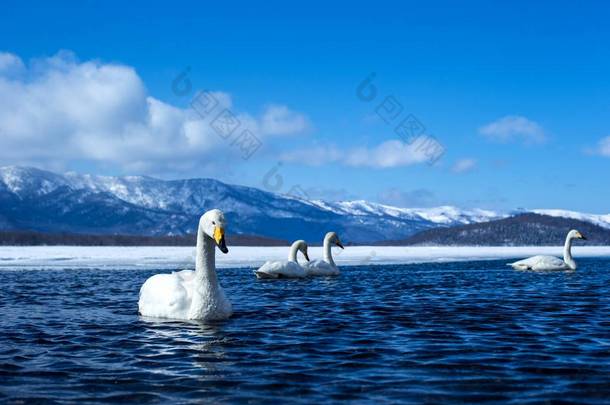 日本<strong>北海道</strong>亚坎国家公园冬日，天鹅绒或天鹅绒在Kussharo湖上游泳，背景雪山覆盖，亚洲鸟类探险，美丽典雅的皇家鸟类