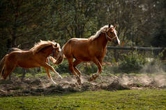 两匹红马在犁地上奔跑
