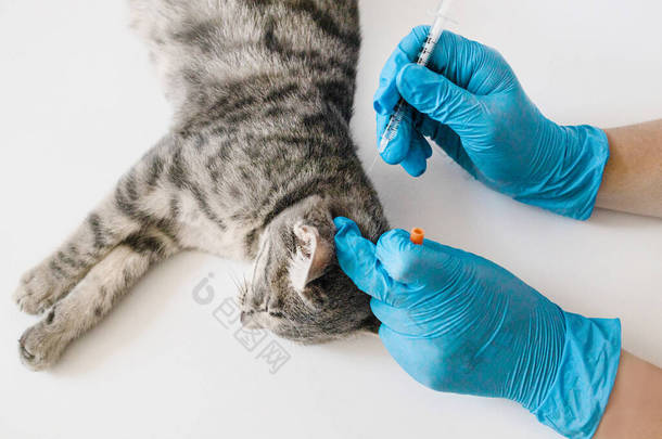 兽医给小猫<strong>注射</strong>疫苗.为动物接种疫苗。在兽医诊所检查的家养宠物猫，兽医的手.