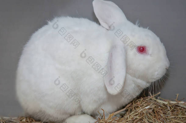 复活节时，一只好奇但又充满爱心的兔子在他的小窝里觅食.