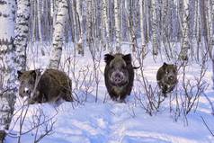 冬天野猪在大雪中觅食