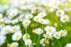 春天美丽的草地上,绿草上开满了盛开的白色的普通雏菊.草坪与雏菊。Bellis perennis.