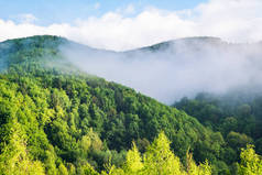 在雾中的群山。夏日的晨雾笼罩着高山和树木. 