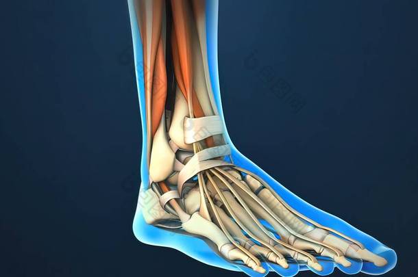 脚踝是胫骨和腓骨与足踝骨交汇的地方，踝关节是胫骨与腓骨交汇的地方.