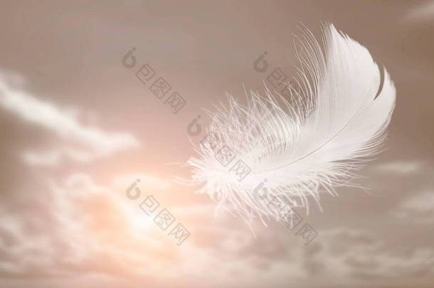 白鸟的羽毛带着云彩飘扬在天空中.天鹅羽毛在天上飞翔的梦想。羽毛未丰
