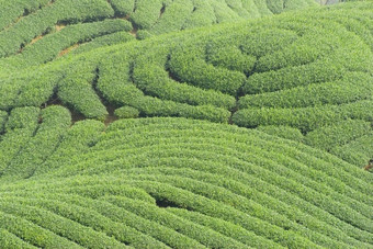 复杂的地形完整的茶树