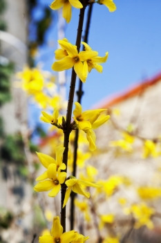 黄色的花分支蓝色的天空的回来垂直图像