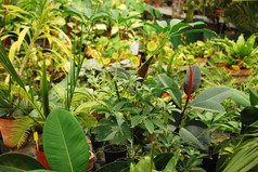 热带植物区系植物花园蒂米什瓦拉罗马尼亚
