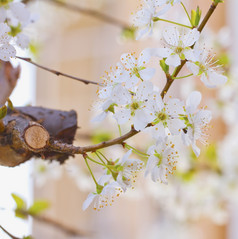 樱桃花分支从树