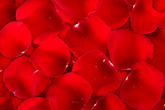 摘要背景黑暗红色的玫瑰花瓣为你的设计特写镜头工作室摄影