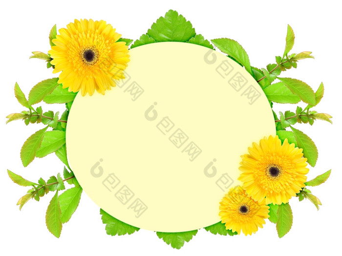 花椭圆框架与黄色的花而且绿色叶自然艺术点缀模板为你的设计孤立的白色背景特写镜头工作室摄影