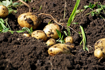 的<strong>收获</strong>土豆几成熟的块茎土豆躺的新转地球