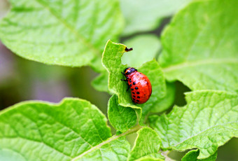 的幼虫的科罗拉多州土豆甲虫的红色的大幼虫的科罗拉多州土豆甲虫坐在的土豆叶