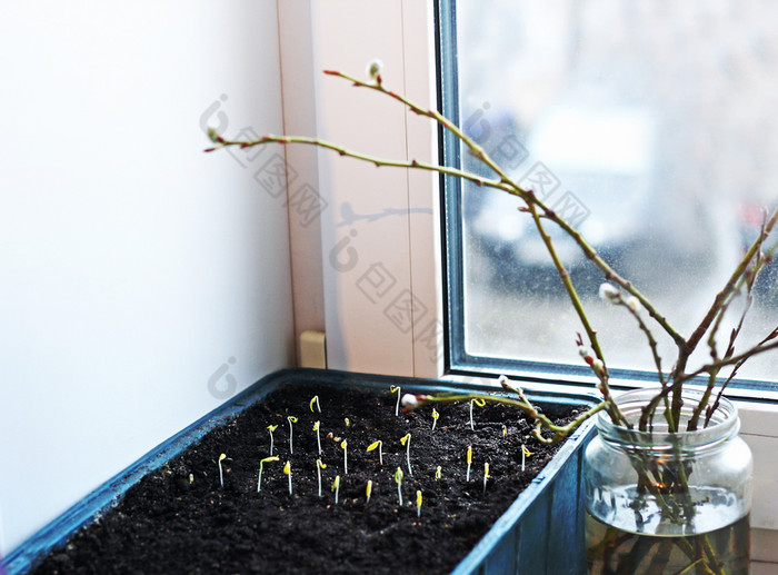 春天芽盒子与幼苗种植的窗台上的房子下一个的幼苗玻璃Jar与分支机构开花柳树
