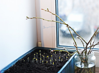 春天芽盒子与幼苗种植的窗台上的房子下一个的幼苗玻璃Jar与分支机构开花柳树