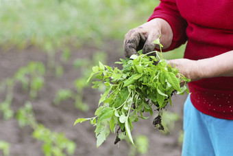 种植番茄幼苗种植幼苗的春天的地面番茄幼苗是举行上了年纪的女人与脏手