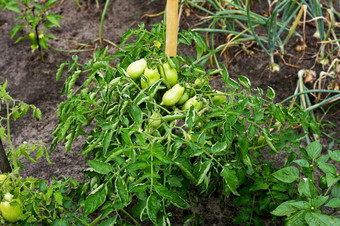 布什绿色番茄的花园在其他蔬菜生绿色西红柿是湿从的雨挂的绿色分支机构