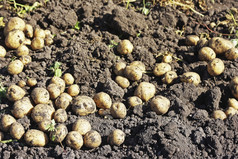 土豆收获土豆挖出的地面是说谎的花园