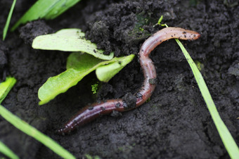 蚯蚓潮湿的土壤的蚯蚓来了出的春天的表面的土壤