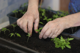 春天种植早期胡椒豆芽种植从种子盒子首页的窗台上特写镜头的手上了年纪的女人谁种植<strong>幼苗</strong>