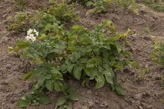 视图土豆植物与花关闭的山场术后山保加利亚