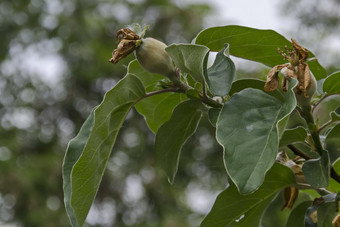分支quince-tree与新绿色水果特写镜头德鲁伊巴索菲亚保加利亚