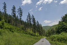 夏天阳光照射的松柏科的森林与路灌木和落叶树vitosha山保加利亚