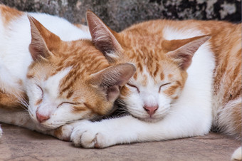 双胞胎猫睡觉雀巢在一起
