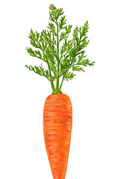 胡萝卜孤立的白色插图