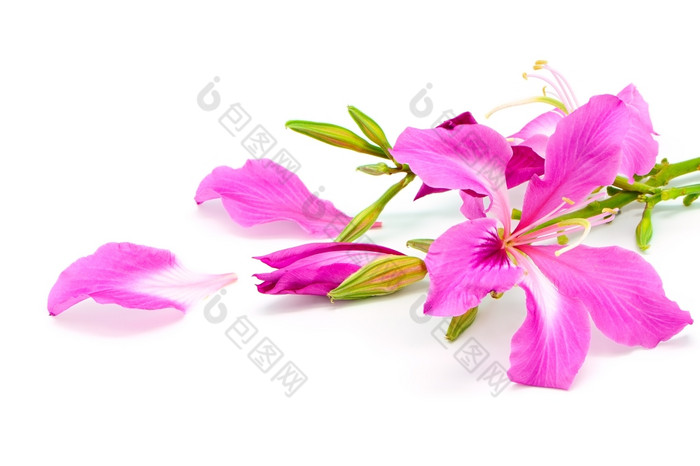 美丽的粉红色的花紫荆花紫竹孤立的白色背景