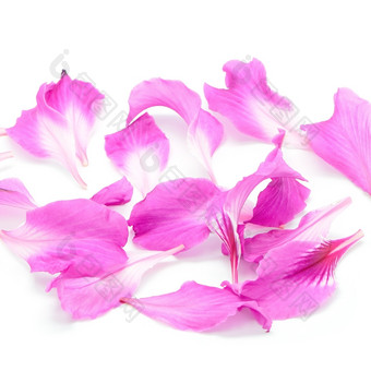 美丽的粉红色的花花瓣<strong>紫荆花</strong>紫竹孤立的白色背景