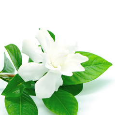 白色栀子花花角茉莉花栀子花jasminoides孤立的白色背景