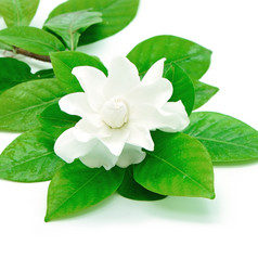 白色栀子花花角茉莉花栀子花jasminoides孤立的白色背景