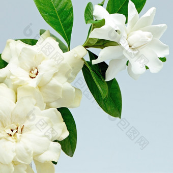 白色<strong>栀子花</strong>花角茉莉花<strong>栀子花</strong>jasminoides孤立的蓝色的背景