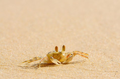 泰国鬼蟹Ocypode角膜的海滩