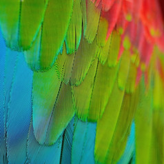 美丽的五彩缤纷的鸟羽毛Greenwinged金刚鹦鹉羽毛