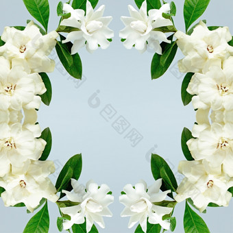 白色栀子花花角茉莉花栀子花jasminoides孤立的蓝色的背景