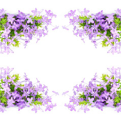 开花紫罗兰色的花紫罗兰色的IxoraPseuderanthemum安德森尼孤立的白色背景