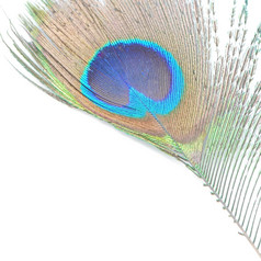 美丽的绿色孔雀羽毛模式摘要孤立的白色背景