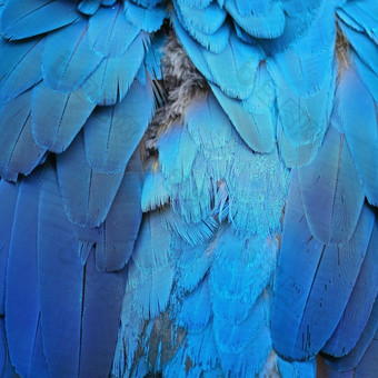 模式蓝色的鸟羽毛蓝色的而且黄金金刚鹦鹉羽毛纹理背景