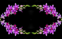 美丽的热带分支粉红色的兰花蝴蝶 兰混合动力孤立的白色背景