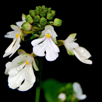 白色地面兰花卡兰特阿利米佛利亚本地的specie陆地兰花
