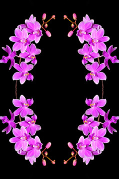 苍白的紫色的兰花蝴蝶 兰混合动力孤立的黑色的背景