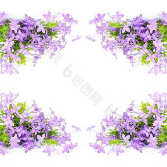 开花<strong>紫罗兰色</strong>的花<strong>紫罗兰色</strong>的IxoraPseuderanthemum安德森尼孤立的白<strong>色</strong>背景