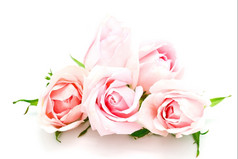 美丽的粉红色的玫瑰孤立的白色背景