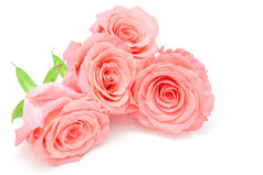 美丽的苍白的粉红色的玫瑰花孤立的白色背景